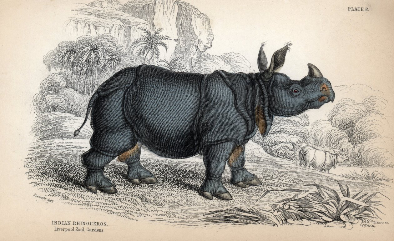 Indisk noshörning (Rhinoceros unicornis eller indicus), utrotningshotad art. Kopparstick av William Lizars, baserat på en teckning av James Stewart, publicerat i Naturalist Library: mammals, pachyderms and quadrupedes with fine skin, redigerat av W. H. Liz av Unbekannter Künstler
