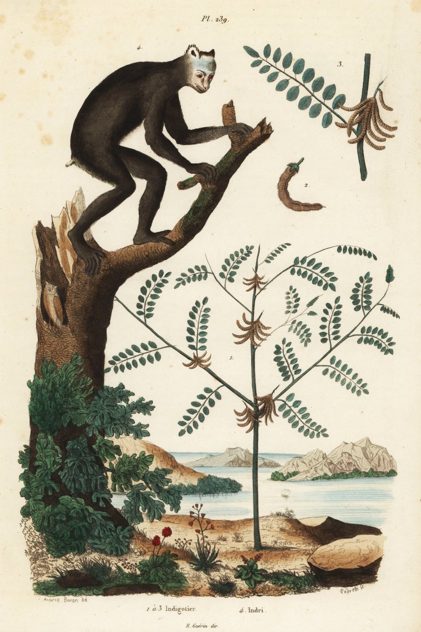 Indigoväxt, Indigofera atropurpurea 1-3, och indri eller babioto, Indri indri, kritiskt hotad lemur 4 av Unbekannt