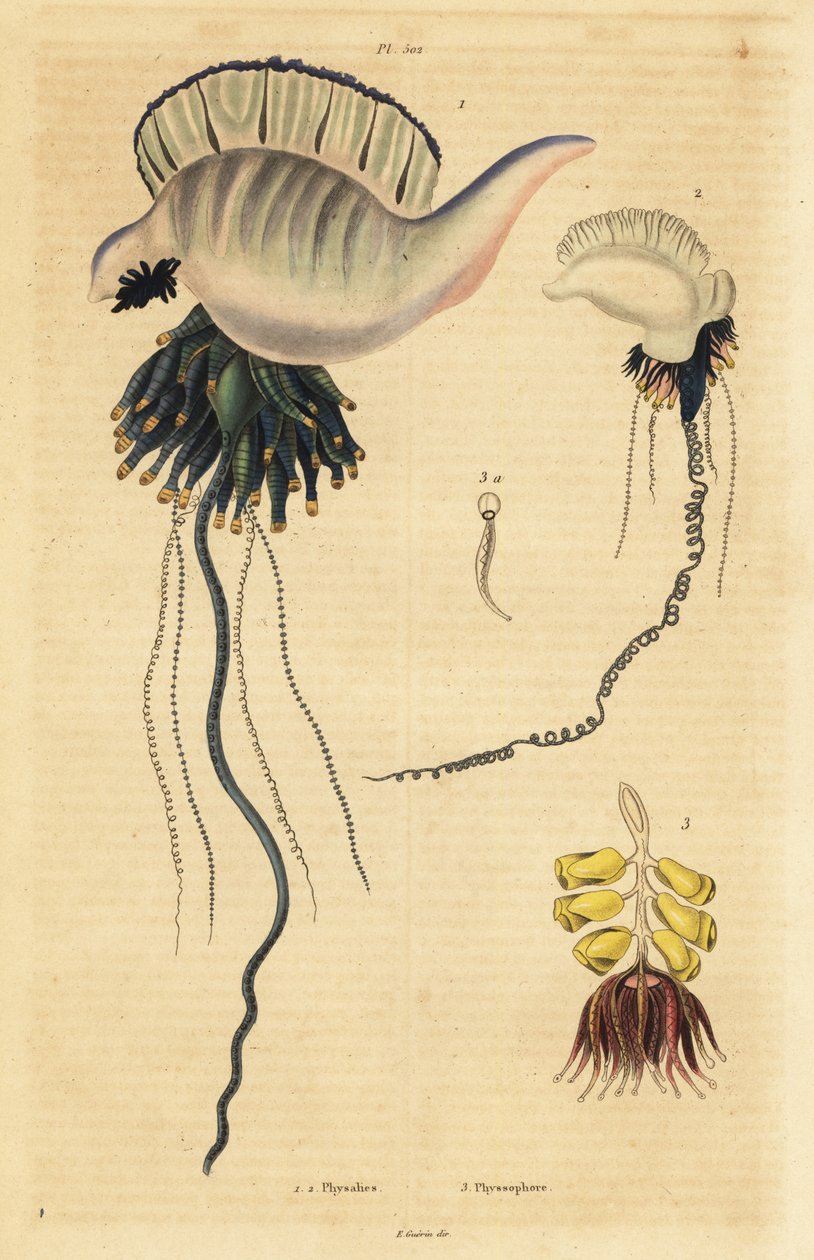 Indo-Stillahavsområdet portugisisk krigsman, Physalia utriculus 1, Azorerna krigsman, Physalia physalis 2 och Siphonophora zoophyte, Physsophora disticha av Unbekannt