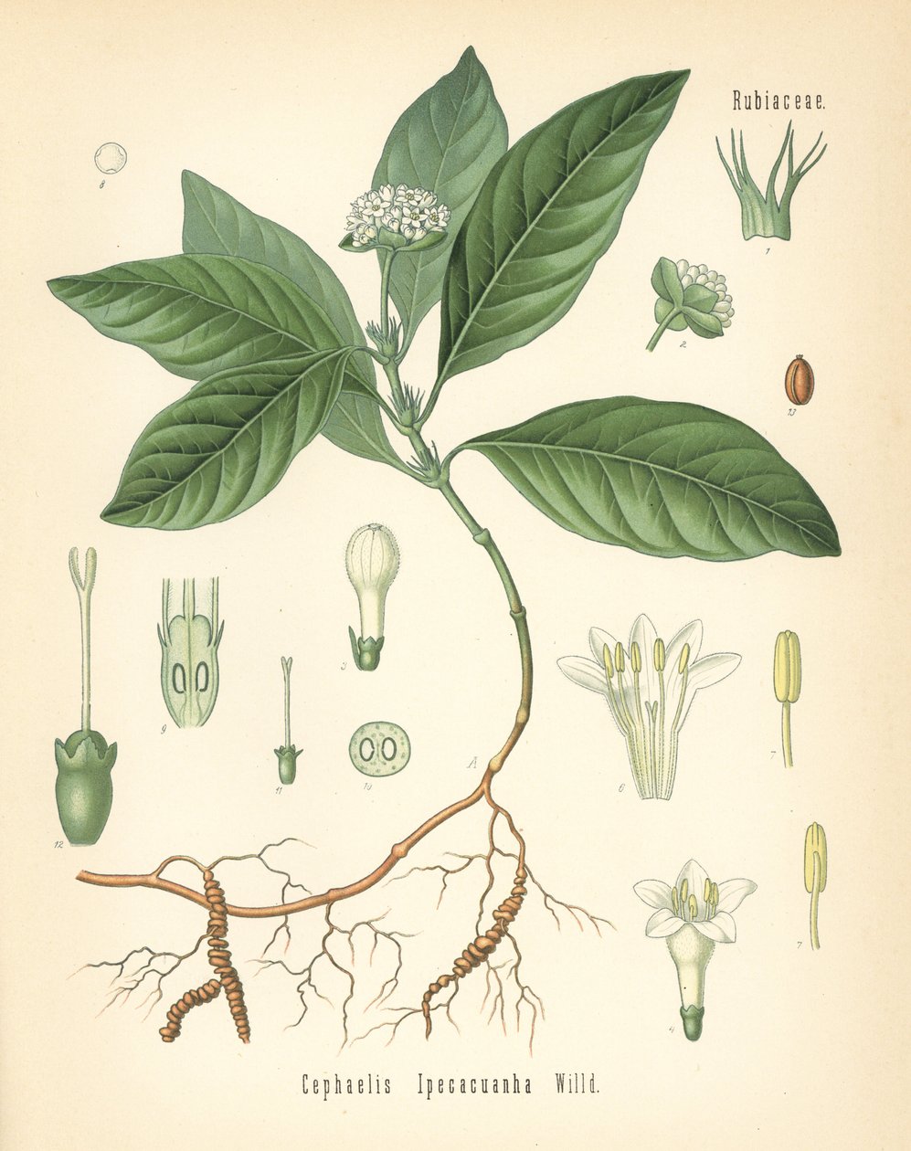 Ipecacuanha, Carapichea ipecacuanha (Cephaelis ipecacuanha). Kromolitografi efter en botanisk illustration från Hermann Adolph Koehler