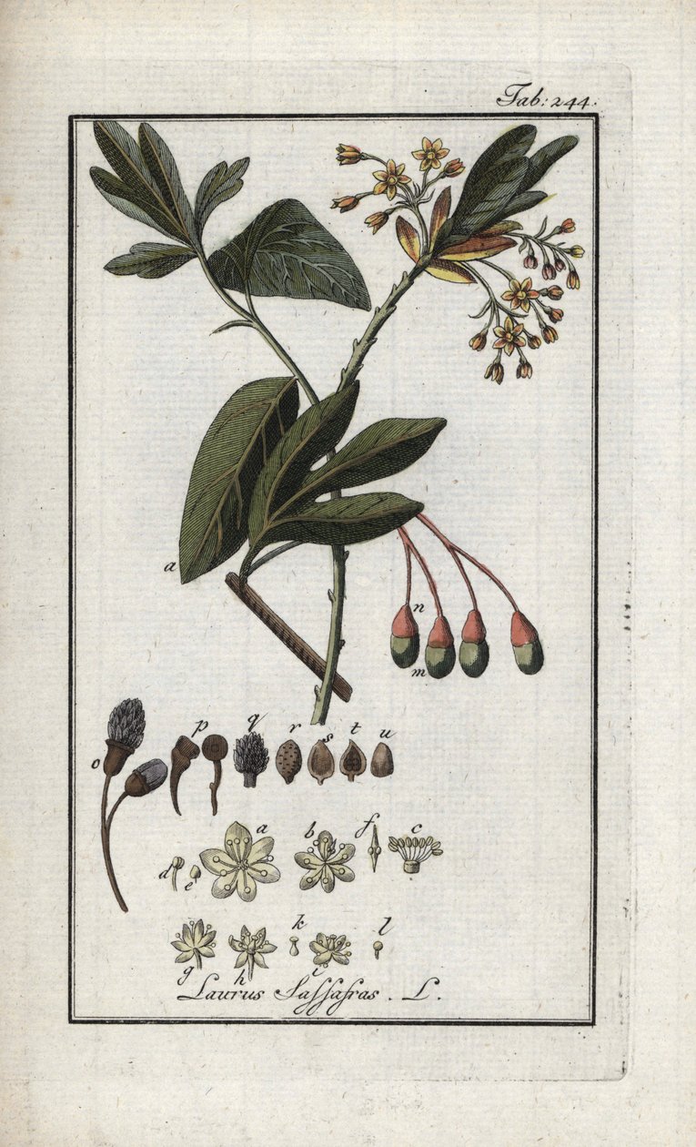 Irokesisk lagerhägg (Sassafras albidum). Litografi från "Afbeelding der Artseny-Gewassen" av Johannes Zorn (1739-1799), Nederländerna av Unbekannter Künstler