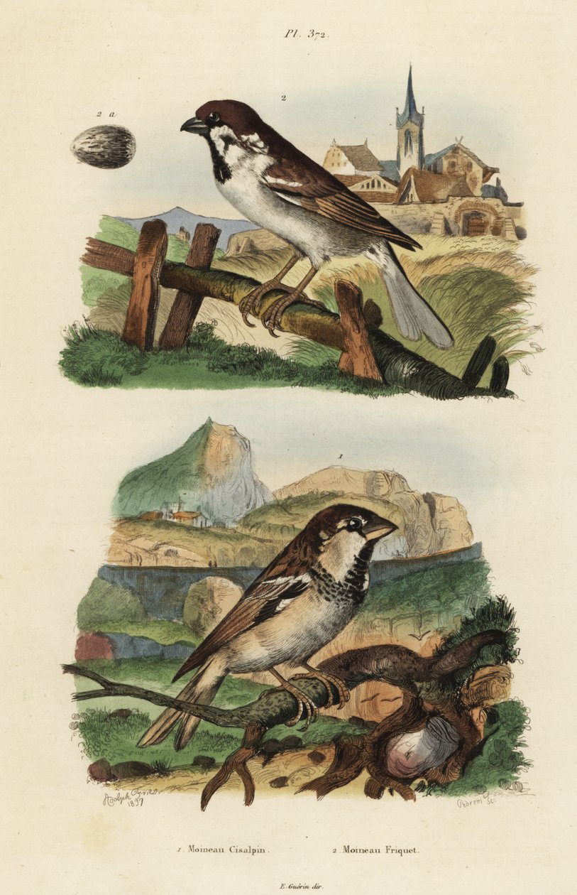 Italiensk sparv, Passer italiae och eurasisk sparv med ägg, Passer montanus av Unbekannt