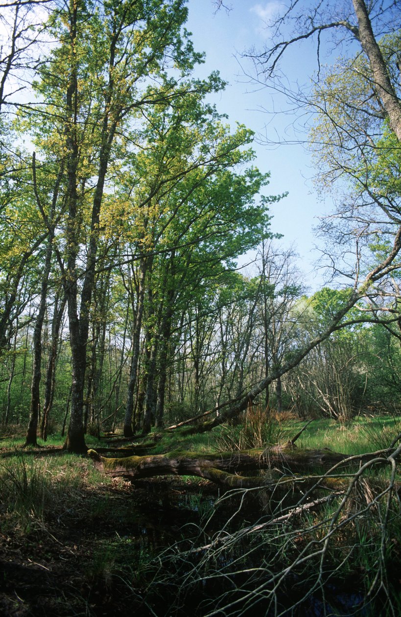 Italien, regionen Latium, Circeo nationalpark, damm vid biosfärreservat av William M. Timlin