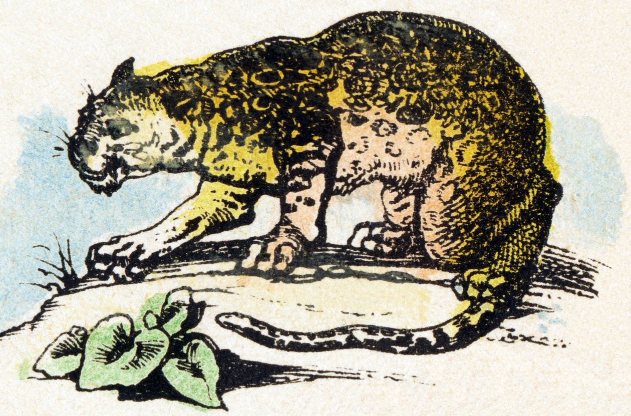 J - Jaguar - Alfabetet - barnunderhållning - Bildepinal, populär serie c.1890 (illustration) av Unbekannt