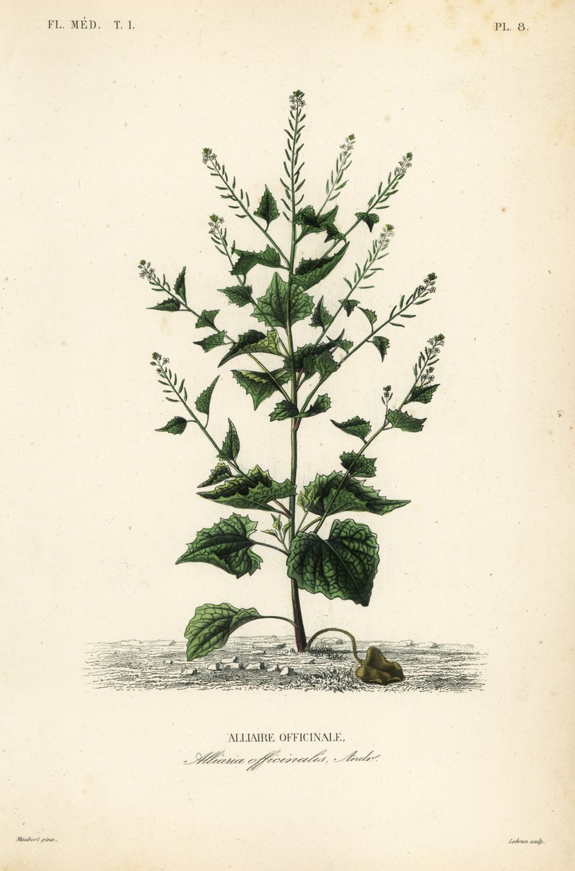 Jack-by-the-hedge eller vitlökssenap, Alliaria petiolata, Alliaria officinalis, Alliaire officinale av Unbekannt