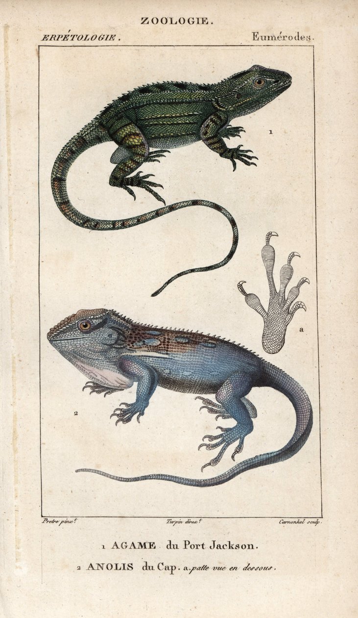 Jacky lashtail, Port Jackson agame, Amphibolurus muricatus, och Cape dwarf gecko, Cape anolis, Lygodactylus capensis. Handkolorerat kopparstick från Jussieus "Dictionary of Natural Sciences" 1816-1830. Volymerna om fiskar och reptiler av Unbekannter Künstler