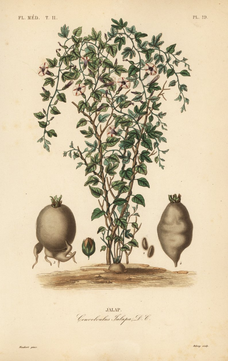 Jalap vinstockar, Ipomoea jalapa, Convolvulus jalapa, Jalap av Unbekannt