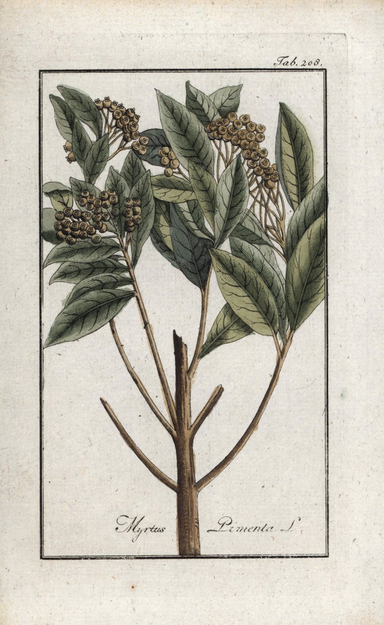 Jamaicansk peppar eller four spice eller girofleepeppar (Pimenta dioica). Litografi från "Afbeelding der Artseny-Gewassen" av Johannes Zorn (1739-1799), Nederländerna av Unbekannter Künstler