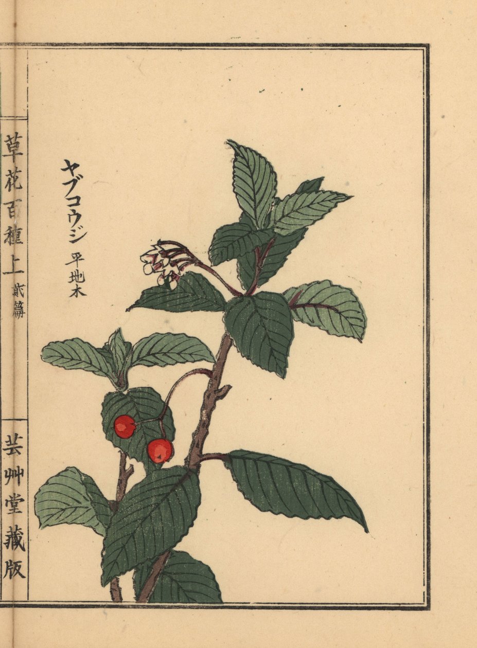 Japansk ardisia eller Chirimen-märgbär, Ardisia japonica. Handkolorerat träsnitt av Kono Bairei från Kusa Bana Hyakushu (One Hundred Varieties of Flowers), Tokyo, Yamada av Unbekannter Künstler