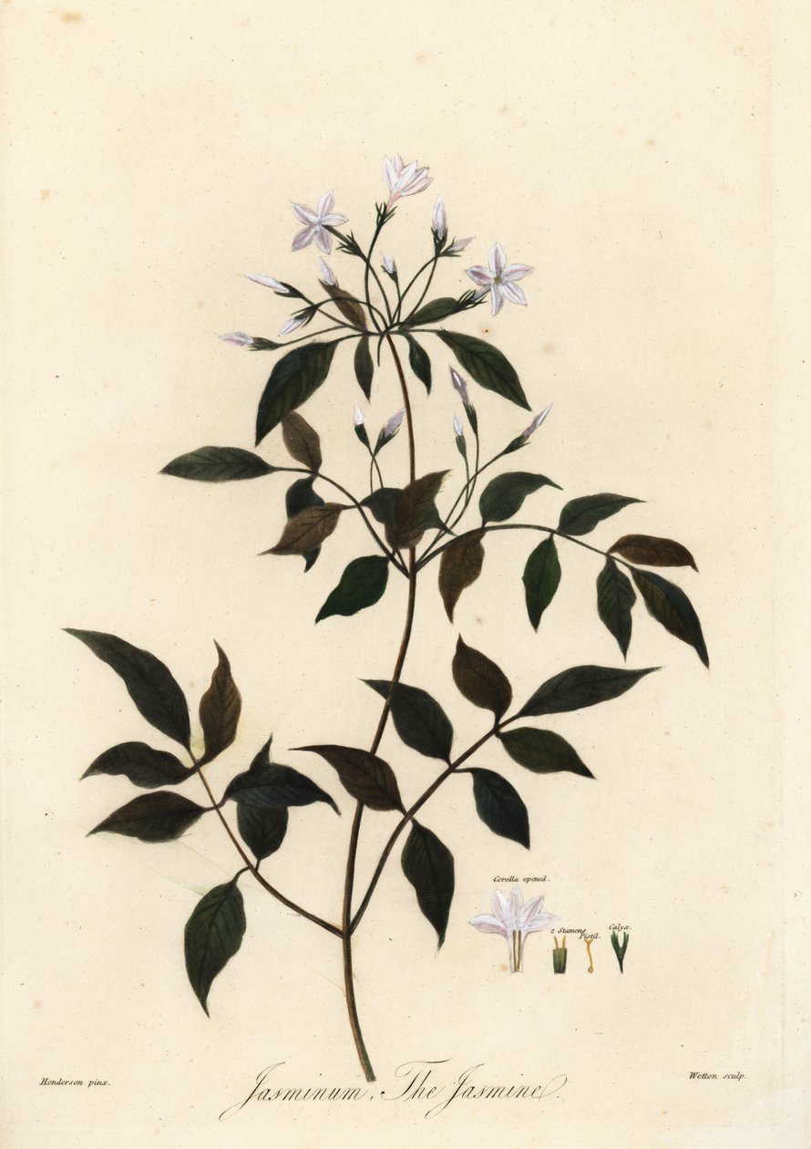 Jasmine, Jasminum officinale. 1805 (gravyr) av Unbekannter Künstler