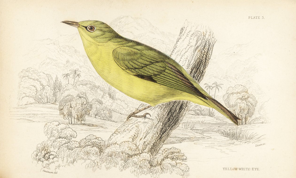 Javavitögat, Zosterops flavus (Gulvitögat, Zosterops flava). Handkolorerat stålstick av William Lizars efter William Swainson från Sir William Jardine