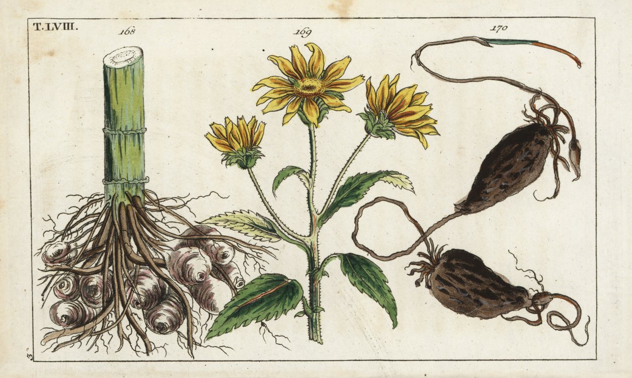 Jordärtskocka (Jerusalem artichoke), Helianthus tuberosus rot av Unbekannter Künstler