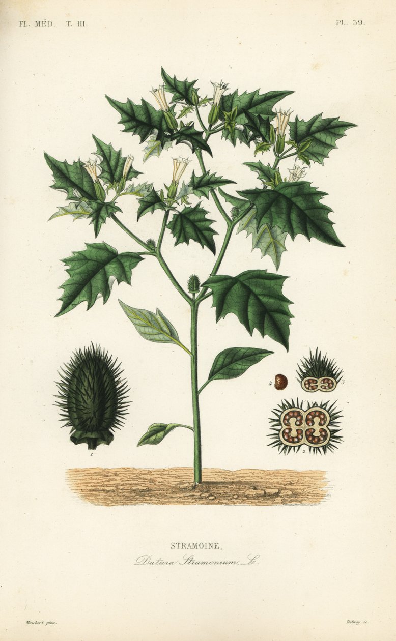 Jimsonweed eller djävulens snara, Datura stramonium, Stramoine av Unbekannt