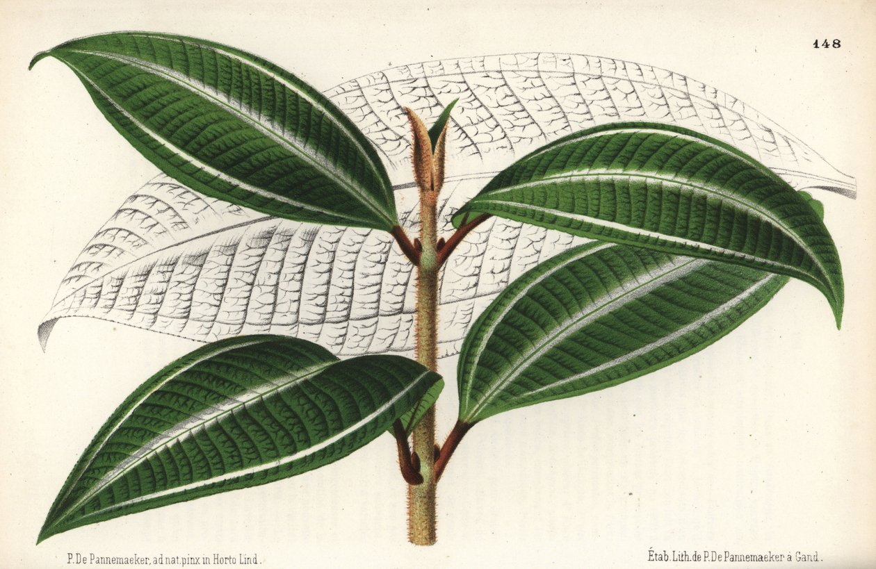 Johnnyberry-sort, Miconia pulverulenta var trifasciata. Tecknad och kromolitograferad av P. de Pannemaeker från Jean Lindens l