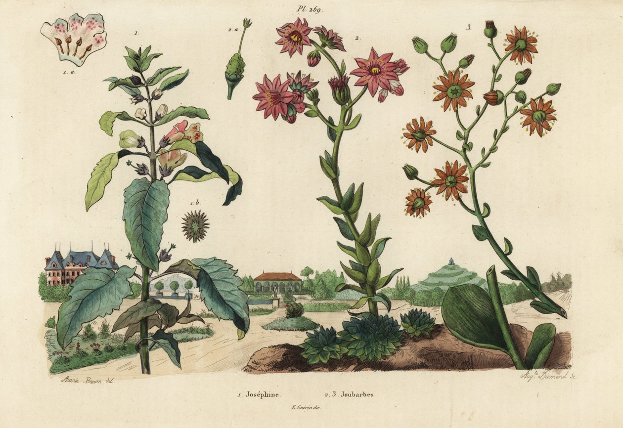 Josephineväxt, Josephinia kejsarinna 1 och stengröt, Crassula art 2,3 av Unbekannt