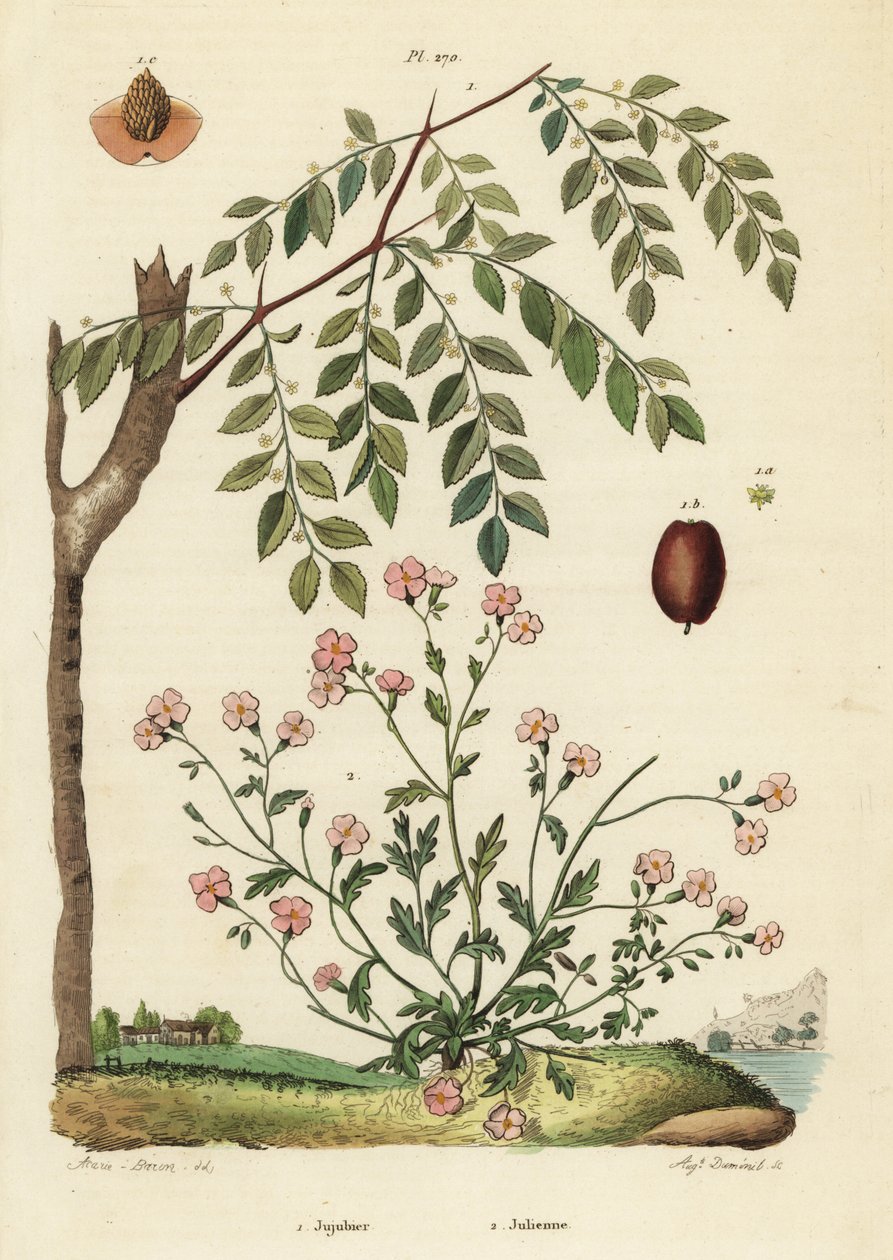 Jujube eller kinesisk dadel, Ziziphus jujuba 1, och Virginia stock, Malcolmia maritima 2 av Unbekannt