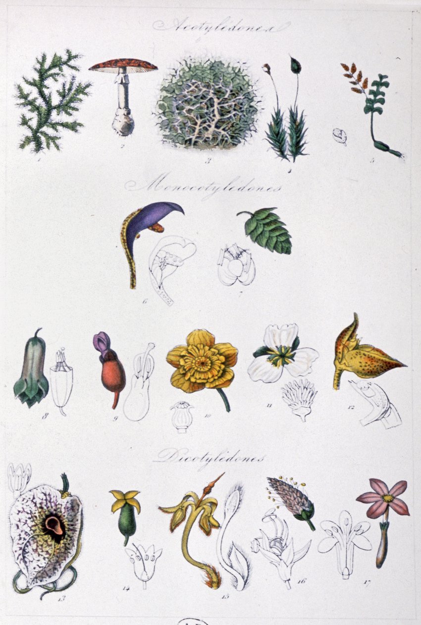Jussieus metod, ca 1850 (gravyr) av Unbekannter Künstler