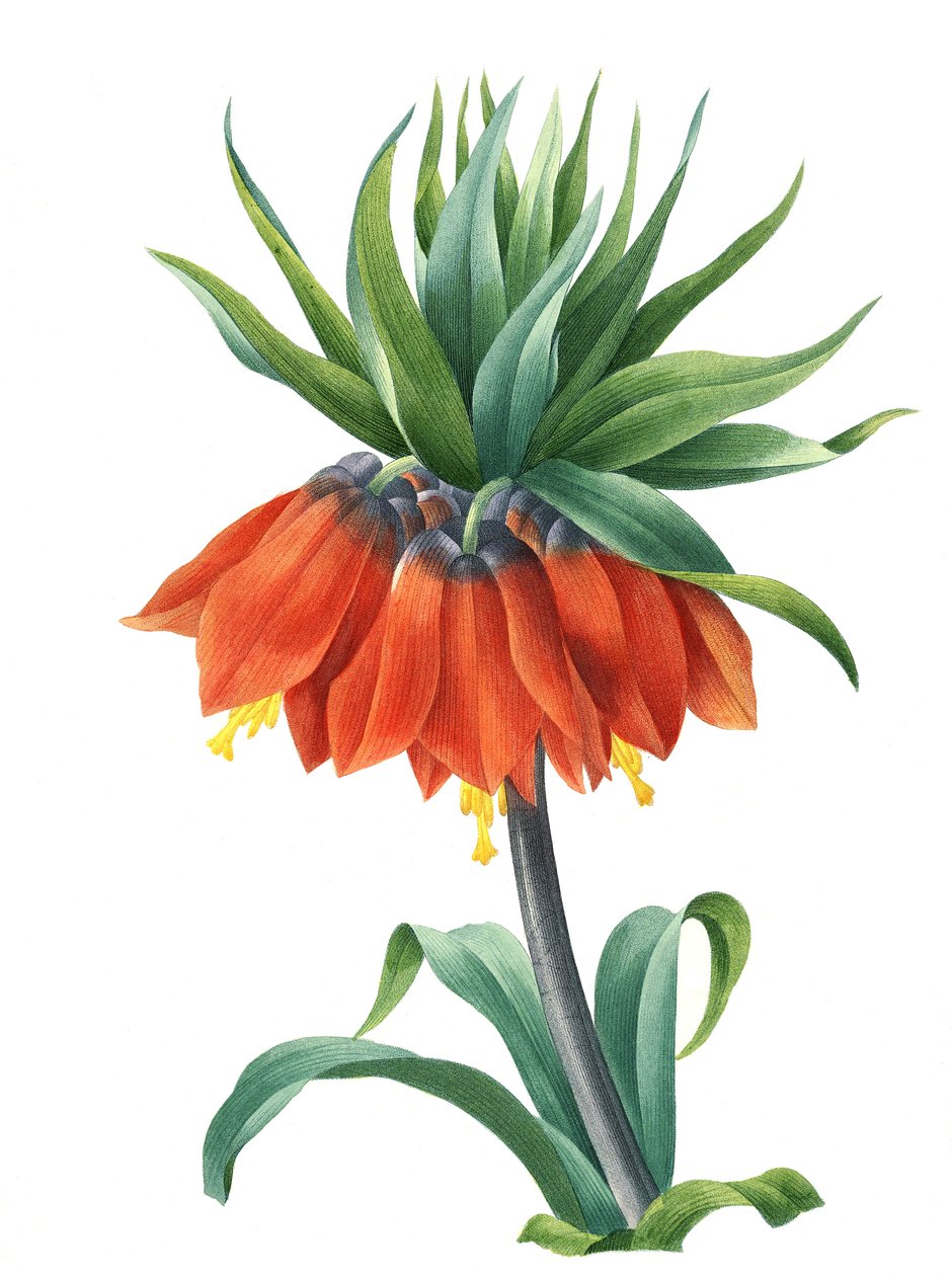Kejsarkrona (Fritillaria imperialis) av Unbekannter Künstler