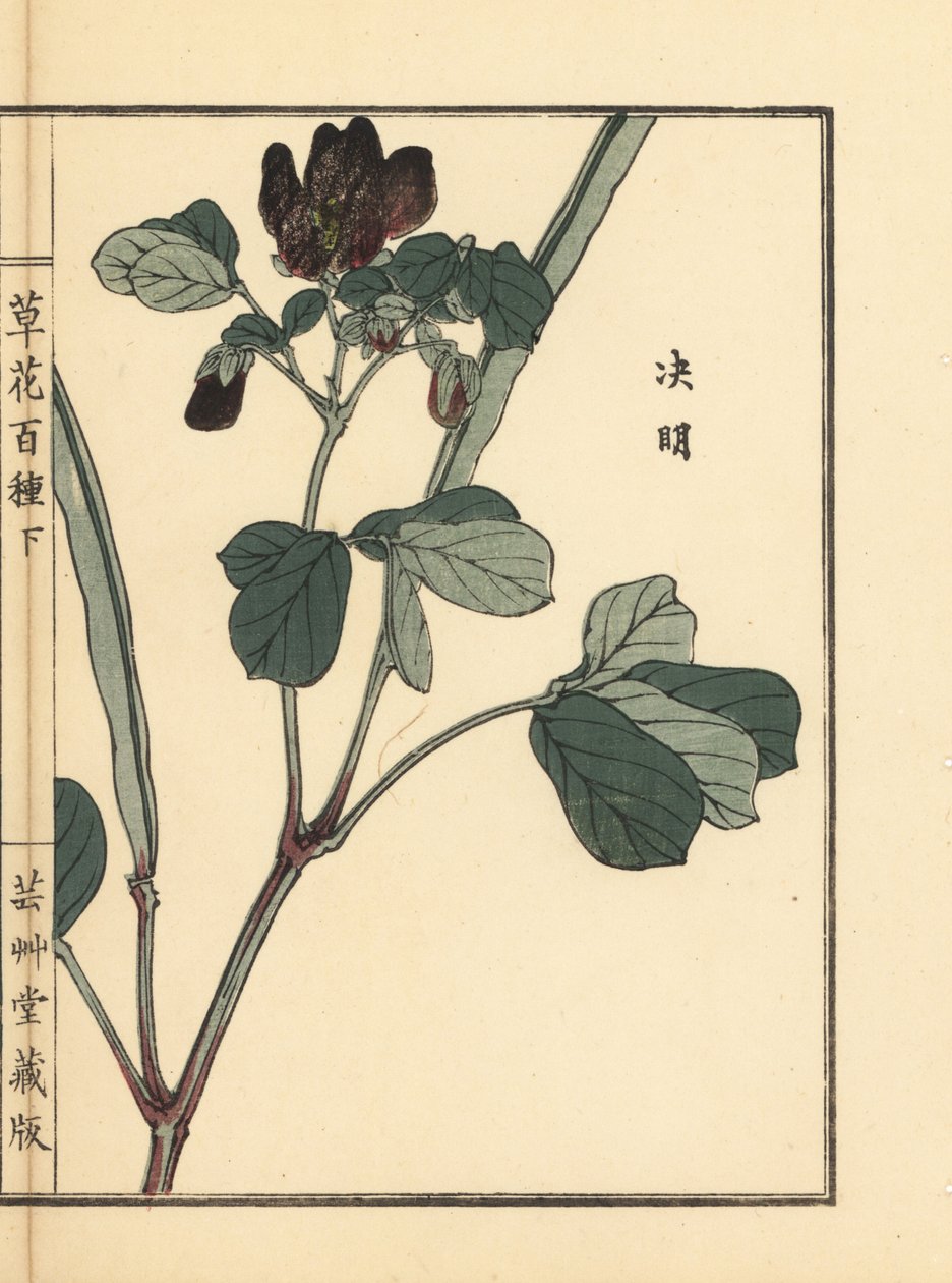 Ketsumei, kinesisk senna eller sicklepod, Senna obtusifolia. Handkolorerat träsnitt av Kono Bairei från Kusa Bana Hyakushu (One Hundred Varieties of Flowers), Tokyo, Yamada av Unbekannter Künstler
