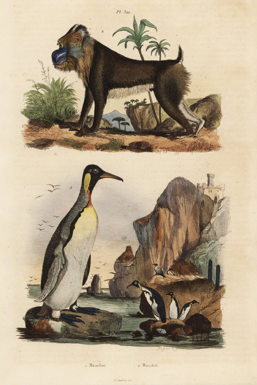 Kungspingvin, Aptenodytes patagonicus 1, och mandrill, Mandrillus sfinx, sårbar, 2 av Unbekannt