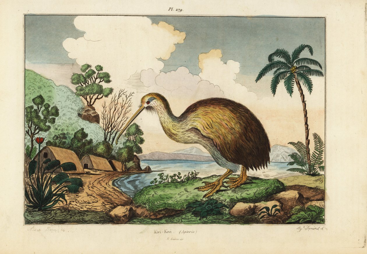 Kiwi fågel, Apteryx australis av Unbekannt