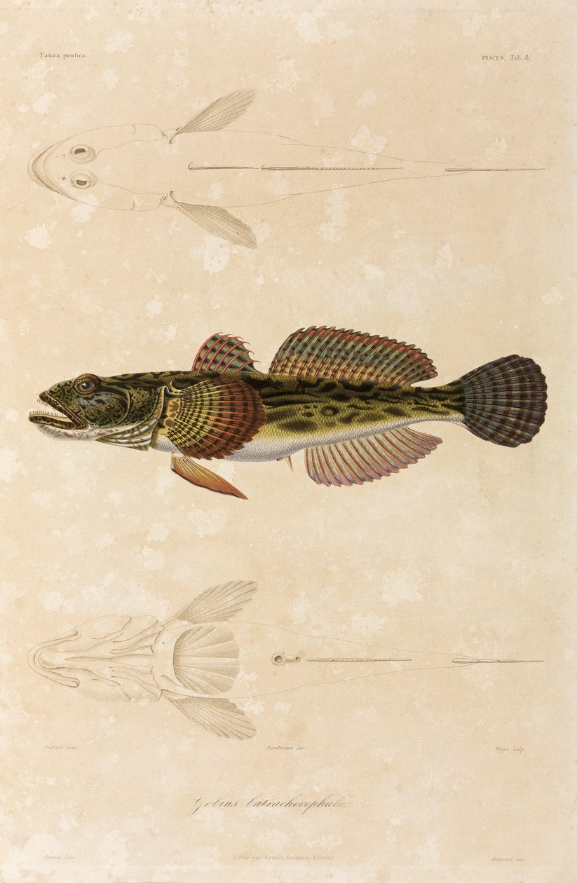 Knout goby, Svarta havet av Unbekannt