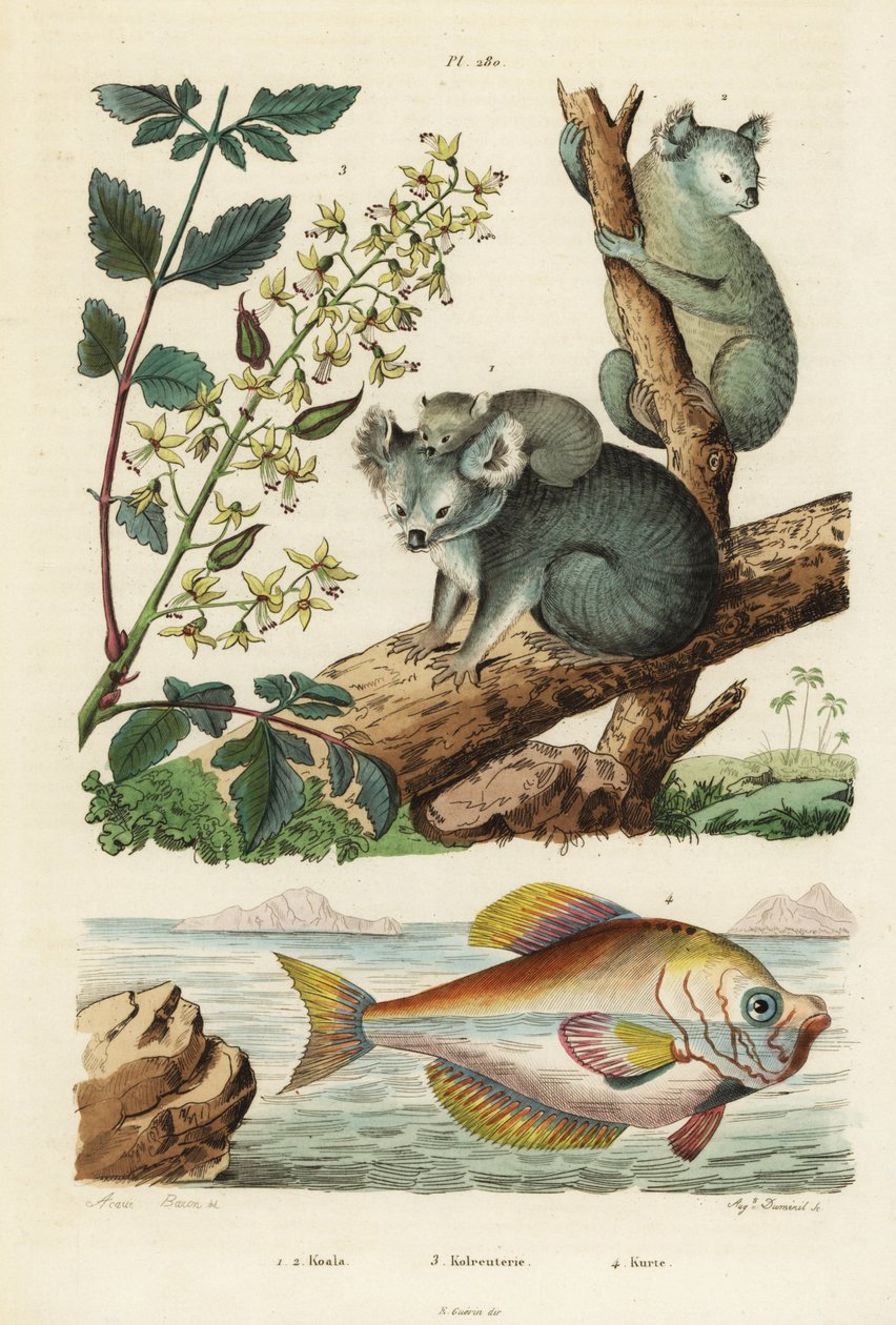 Koala, Phascolarctos cinereus 1.2, lackträd, Koelreuteria paniculata 3 och indisk puckelhuvud, Kurtus indicus av Unbekannt