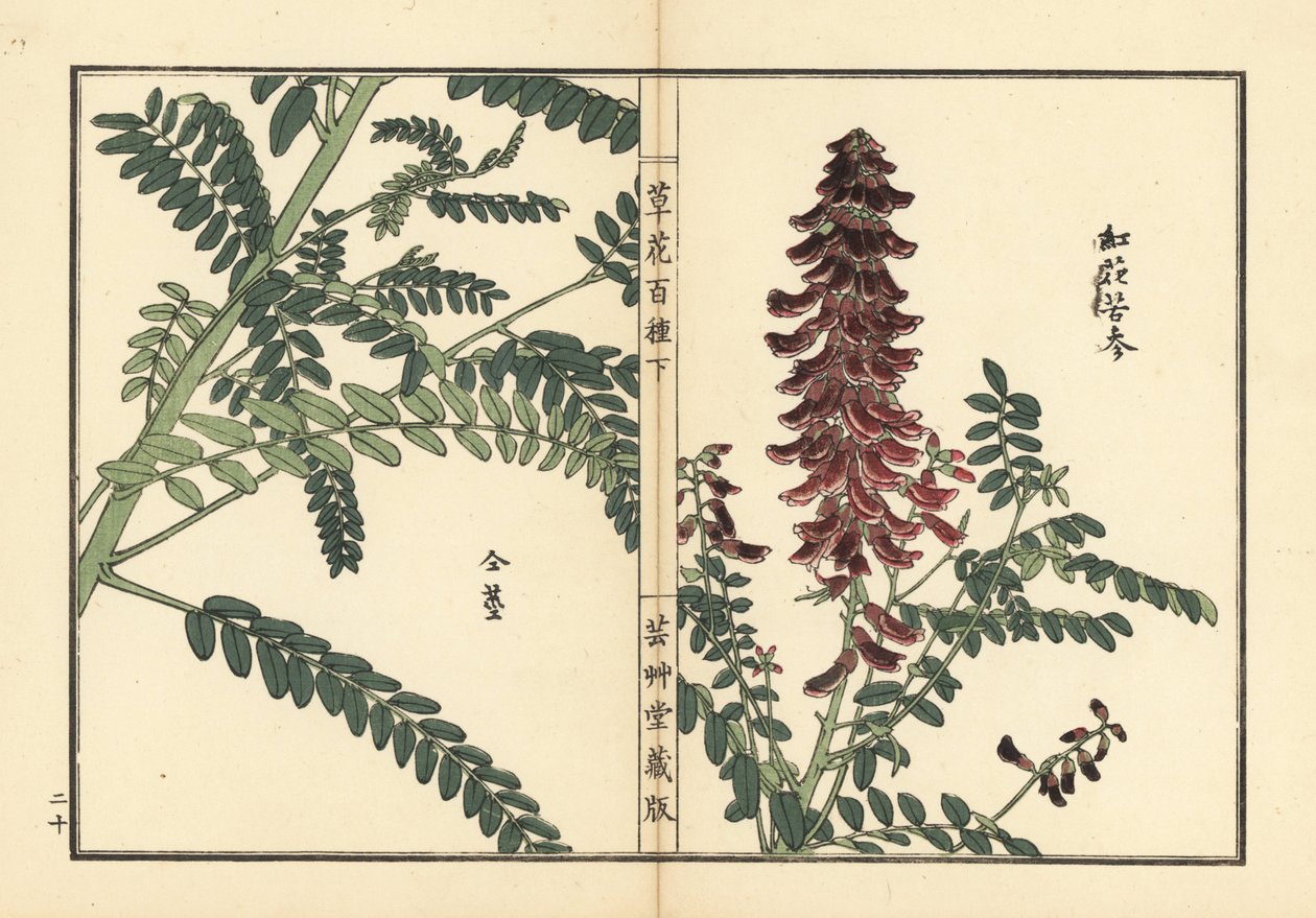 Kouka eller kujin, Sophora flavescens. Roten används i kinesisk medicin som ku shen. Handkolorerat träsnitt av Kono Bairei från Kusa Bana Hyakushu (One Hundred Varieties of Flowers), Tokyo, Yamada av Unbekannter Künstler