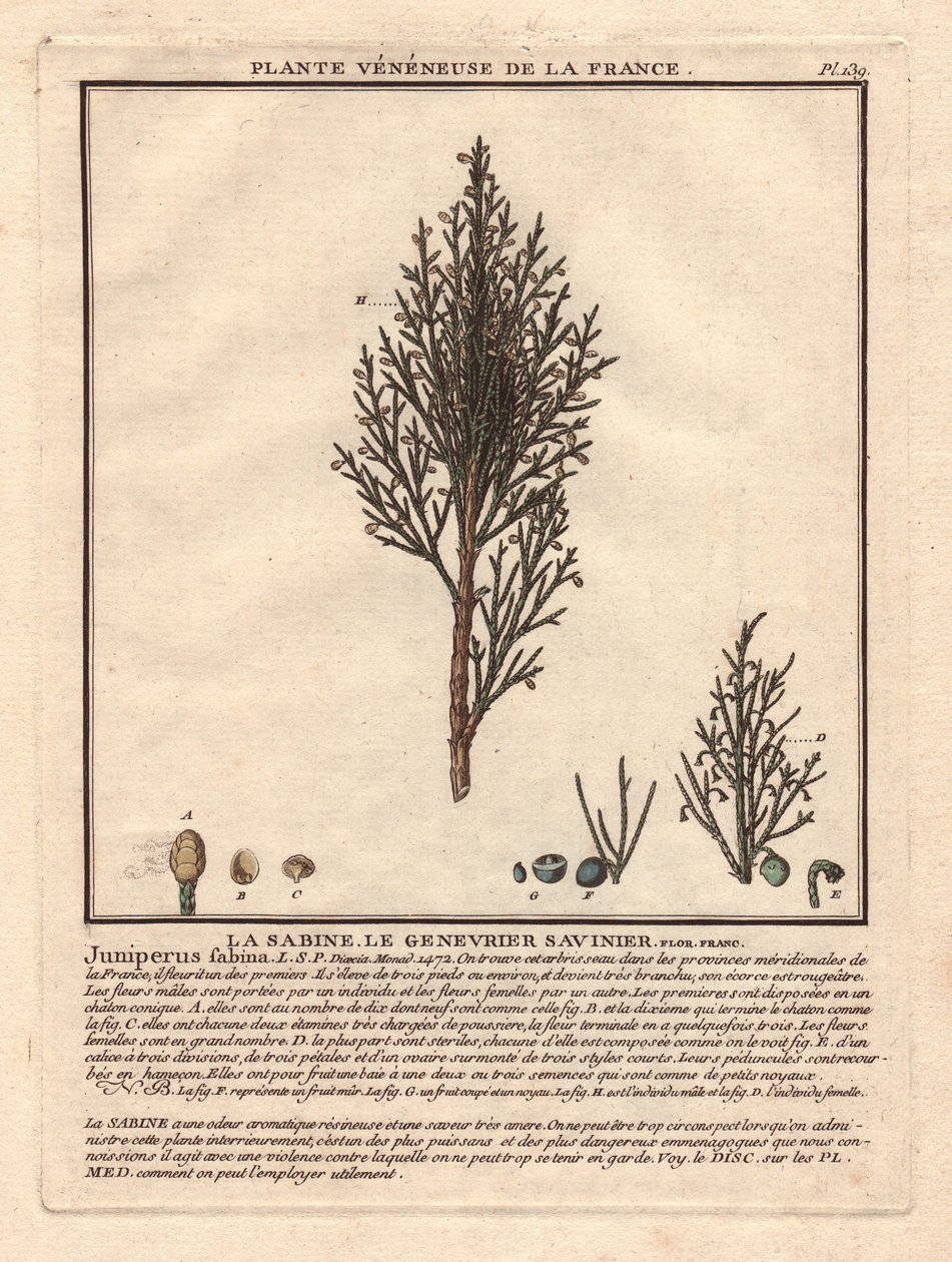 La Sabine, Savinier Juniperus fabina. Beskrivning av en han- (mitten) och en hongren (vänster), med detaljer av frukter i olika mognadsstadier. Eau forte en couleurs 1700-tal, i Herbier de la France (1780-1793), teckning, engr av Unbekannter Künstler