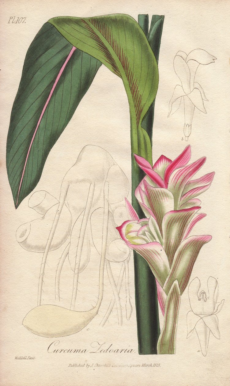 La Zedoaire (Curcuma zedoaria) - Starkt vatten av William Clarke för att illustrera "Medical Botanical, Description of the Medicinal Plants of London, Edinburgh and Dublin" av John Stephenson och James Morss Churchill, publicerad i London av John Churchill av Unbekannter Künstler