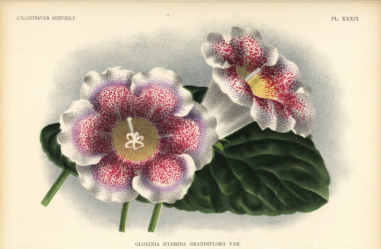 Storblommig gloxinia hybrid odlad av Ferd. Kegeljan, Gloxinia hybrida grandiflora. Kromolitografi av Pieter de Pannemaeker efter en illustration av A. Goossens från Jean Lindens l