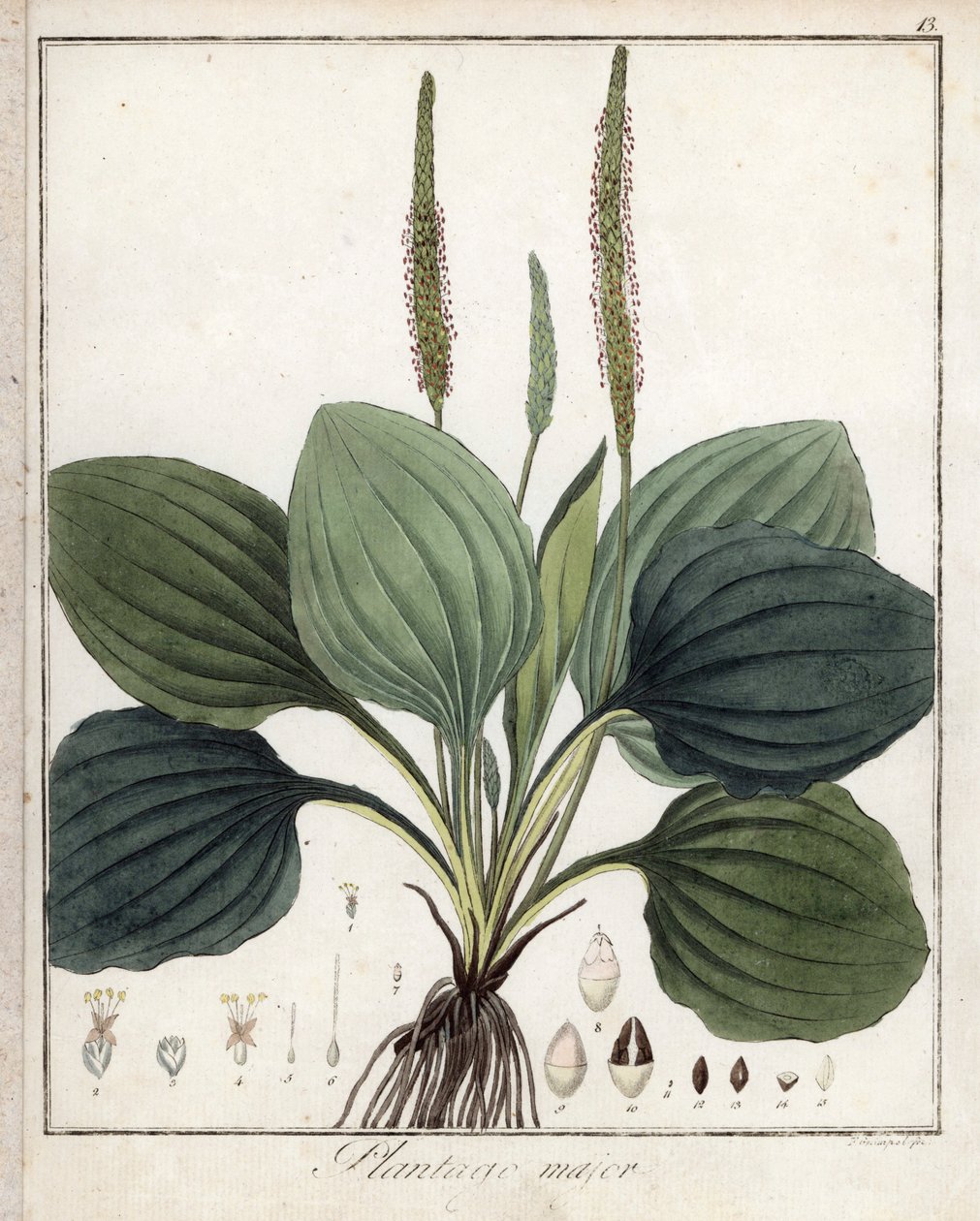 Stor groblad eller groblad major (eller fågelgroblad) - Litografi av F. Guimpel, utdrag ur medicinsk botanik av Friedrich Gottlob Haynes (1763-1832), Berlin av Unbekannter Künstler