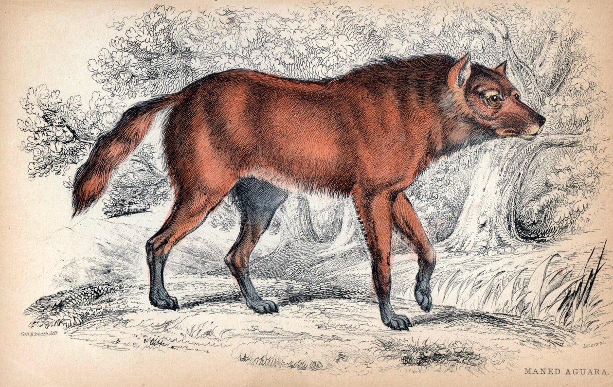 Le loup a criniere, Chrysocyon brachyurus - Litografi av överste Charles Hamilton Smith för att illustrera Naturalist
