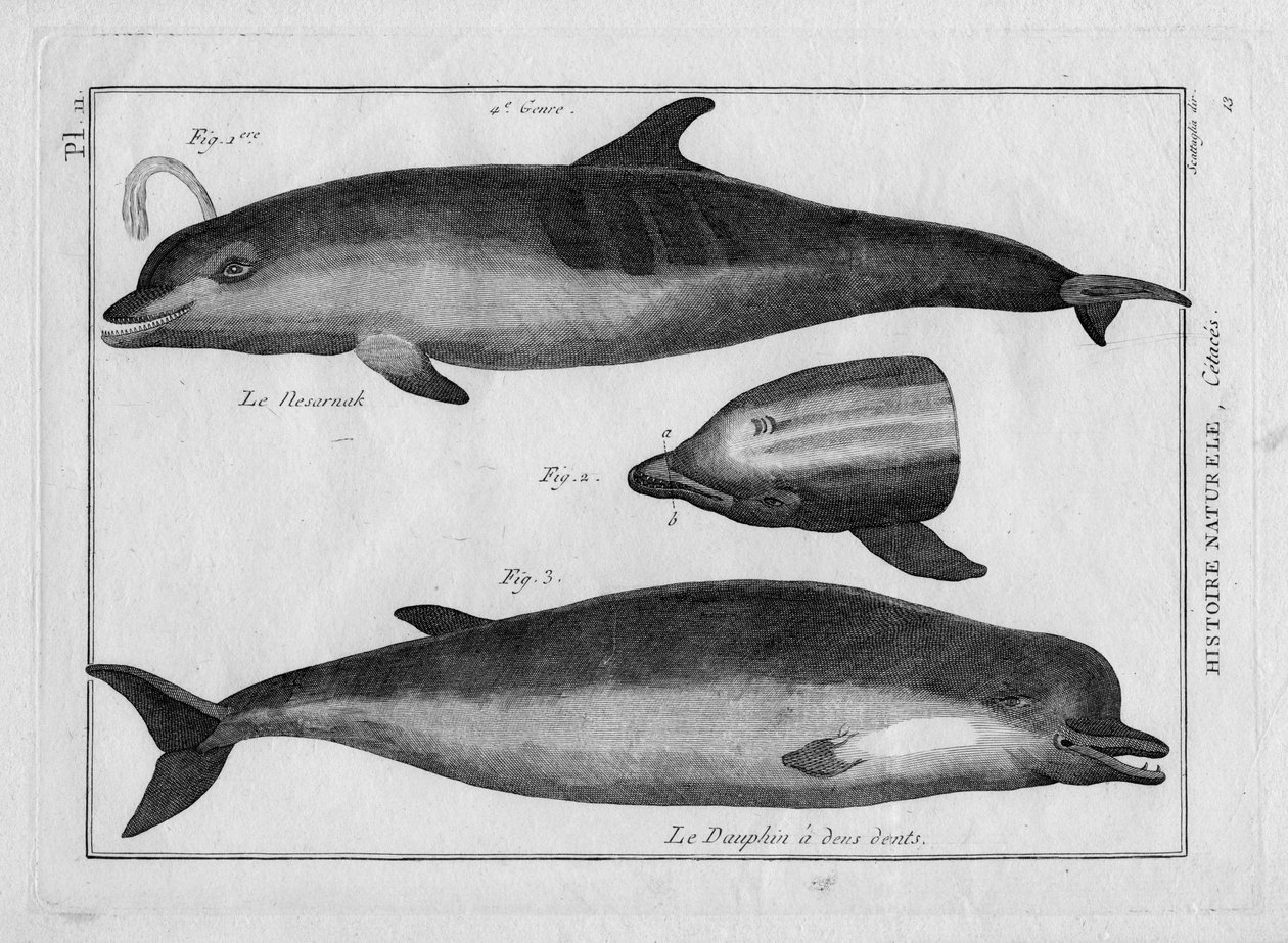 Tumlaren och delfinen i "Painting Encyclopedique et Methodique des trois Regnes de la Nature" av Pierre Joseph Bonnaterre (1762-1804). Paris 1784 av Unbekannter Künstler