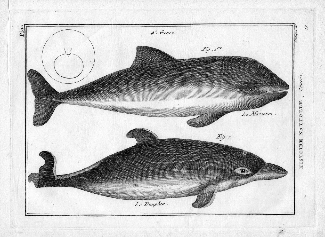 Tumlaren och delfinen i "Painting Encyclopedique et Methodique des trois Regnes de la Nature" av Pierre Joseph Bonnaterre (1762-1804). Paris 1784. av Unbekannter Künstler