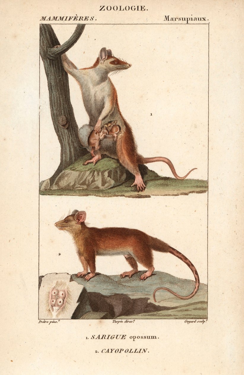 Le sarigue ou opossum et le cayopollin - Eau forte av Jean Gabriel Pretre (1780-1845), graverad av Carnonkel, för Dictionary of Natural Sciences: Mammals av Frederic Cuvier, redigerad av Pierre Jean Francois Turpin (1775-1840), utgiven av F.G.Levrault, av Unbekannter Künstler