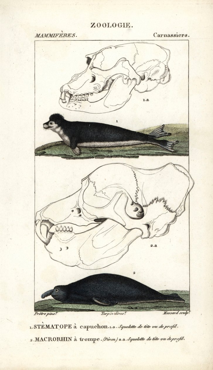 Le stematope à capuchon et le macrorhin a trompe ou elephant de mer - Eau forte av Jean Gabriel Pretre (1780-1845), graverad av Carnonkel, för Frederic Cuviers naturvetenskapliga ordbok: däggdjur, redigerad av Pierre Jean Francois Turpin (1775-1840) av Unbekannter Künstler