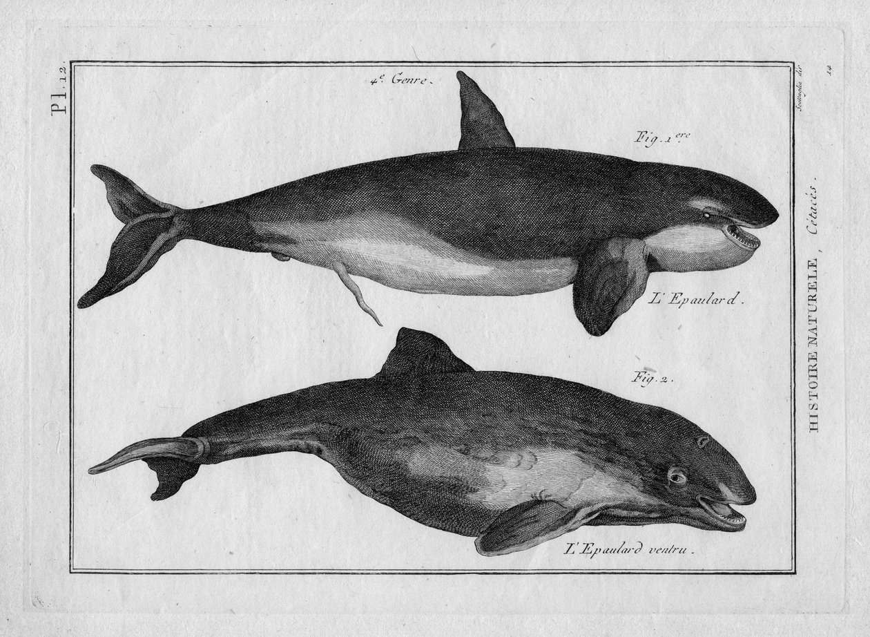 Späckhuggaren och späckhuggaren i "Tableau Encyclopedique et Methodique des trois Regnes de la Nature" av Pierre Joseph Bonnaterre (1762-1804), Paris 1784. av Unbekannter Künstler