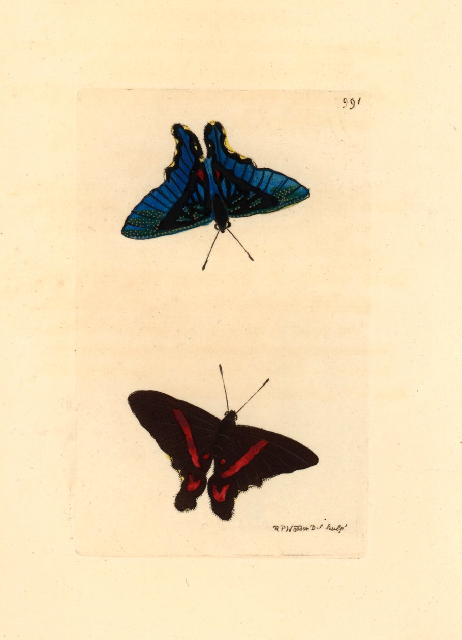Lepidoptere, sedd från vingarna, översidan har röda linjer och baksidan hos hanarna är blåfärgad, Ancyluris meliboeus -Litografi av Richard Polydore Nodder (1774-1823) publicerad i The Naturalist Miscellany av Unbekannter Künstler