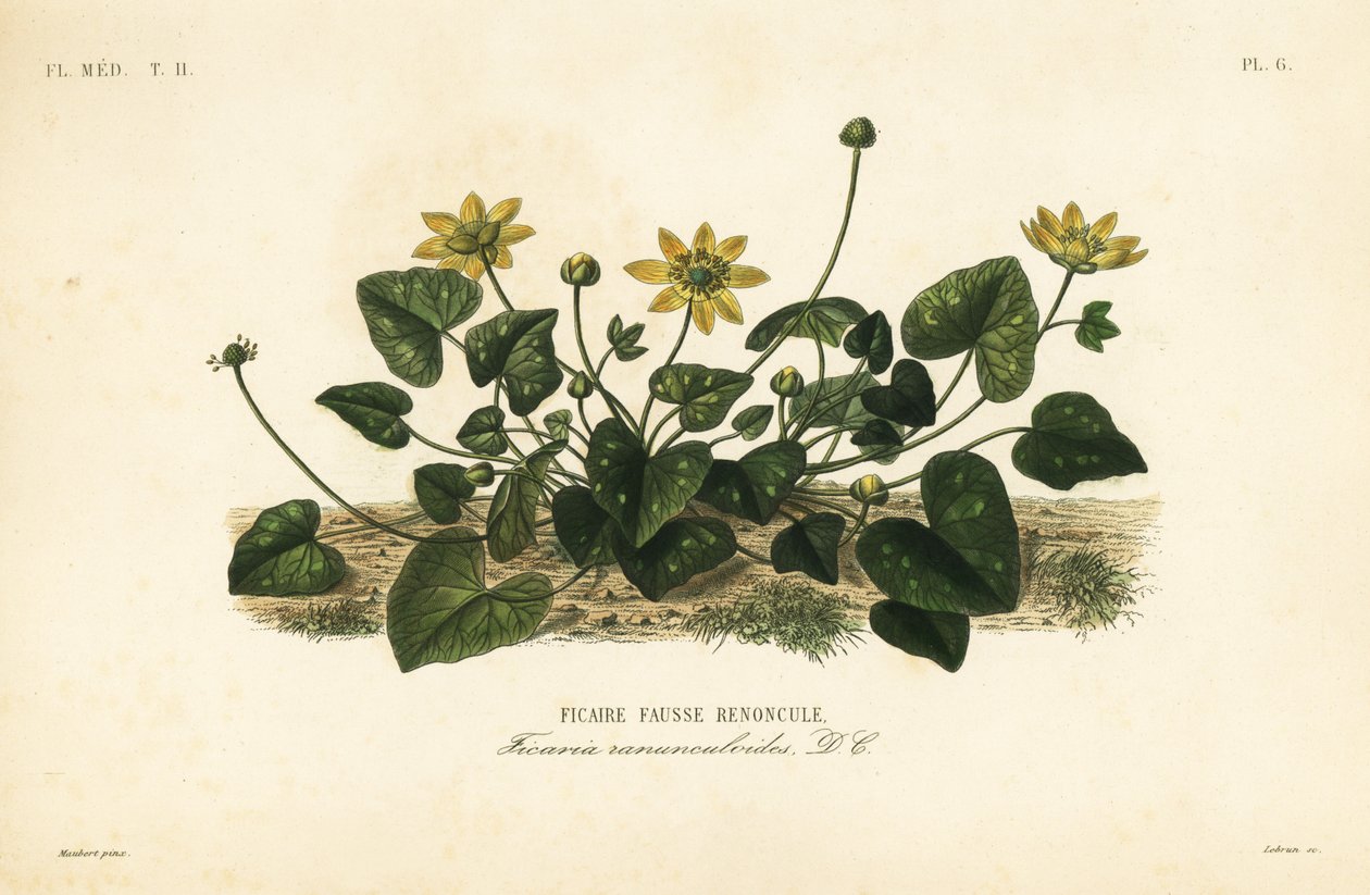 Lilla svalört, Ficaire verna, Ficaria ranunculoides, Ficaire fauss renoncule av Unbekannt