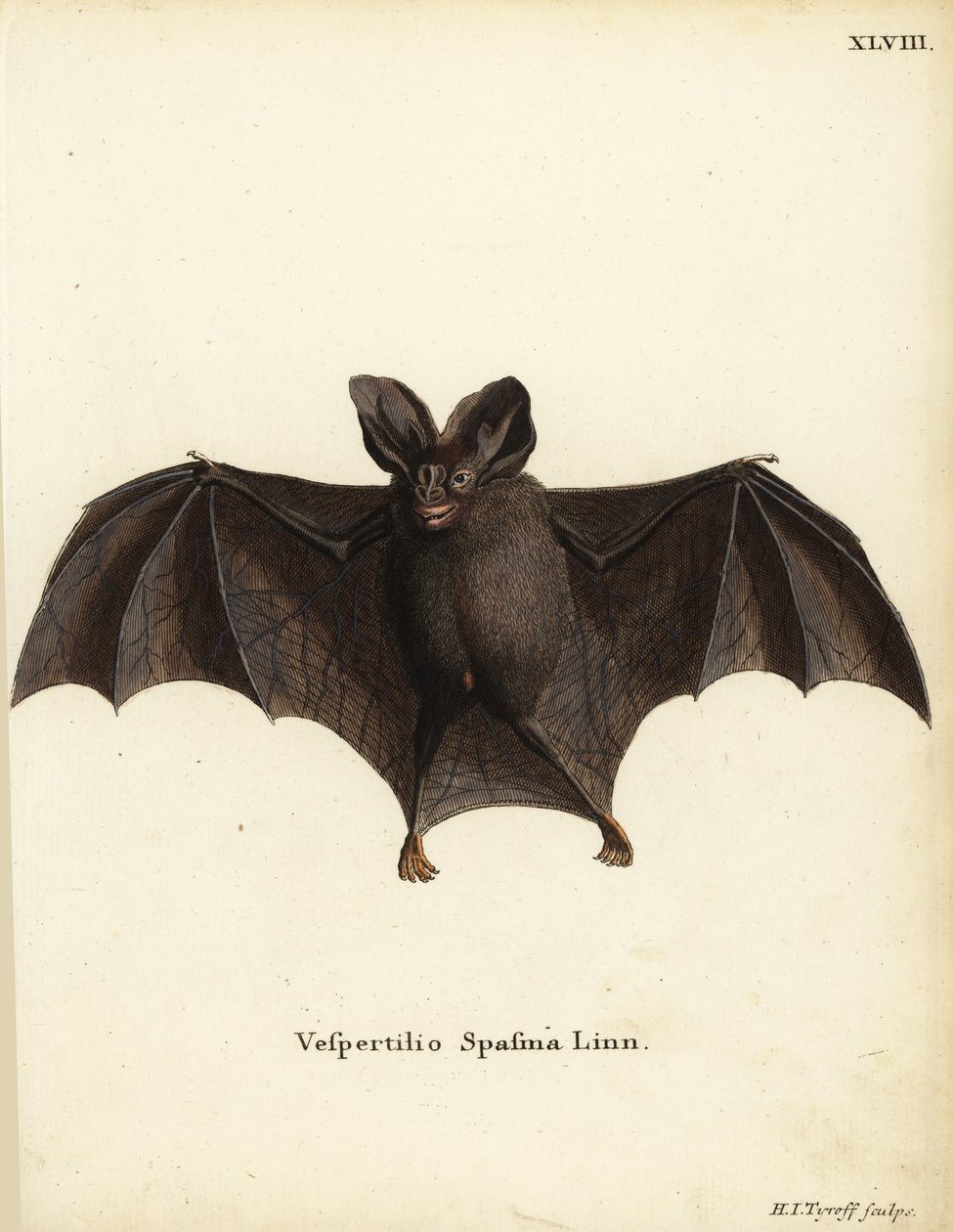 Mindre falsk vampyrfladdermus, Megaderma spasma. Vespertilio spasma Linn. Handkolorerat kopparstick av Hermann Jakob Tyroff från Johann Christian Daniel Schrebers Animal Illustrations after Nature, eller Schrebers Fantastic Animals, Erlangen, Tyskland av Unbekannter Künstler