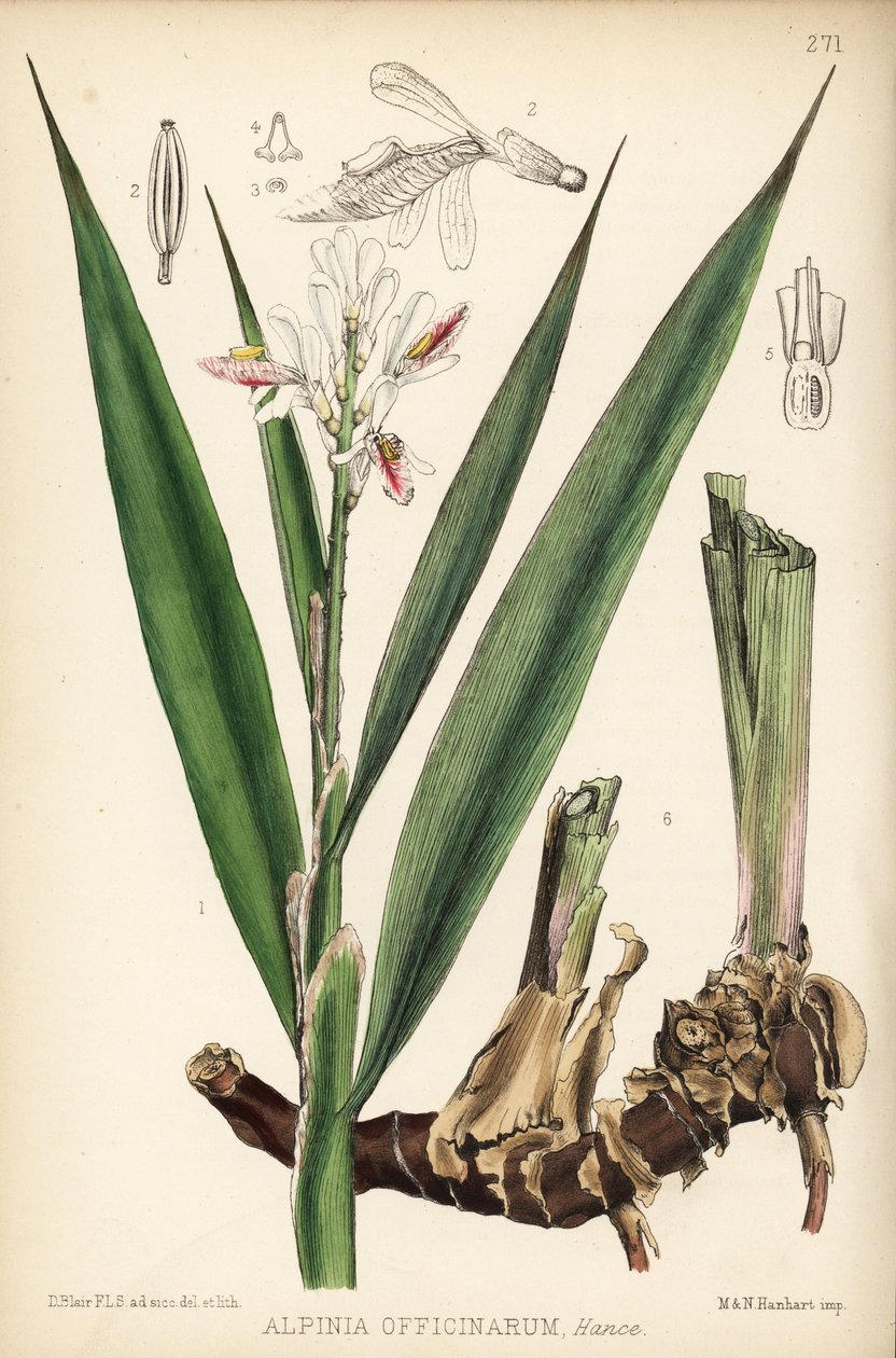 Mindre galangal, Alpinia officinarum. Handkolorerad litografi av Hanhart efter en botanisk illustration av David Blair från Robert Bentley och Henry Trimen