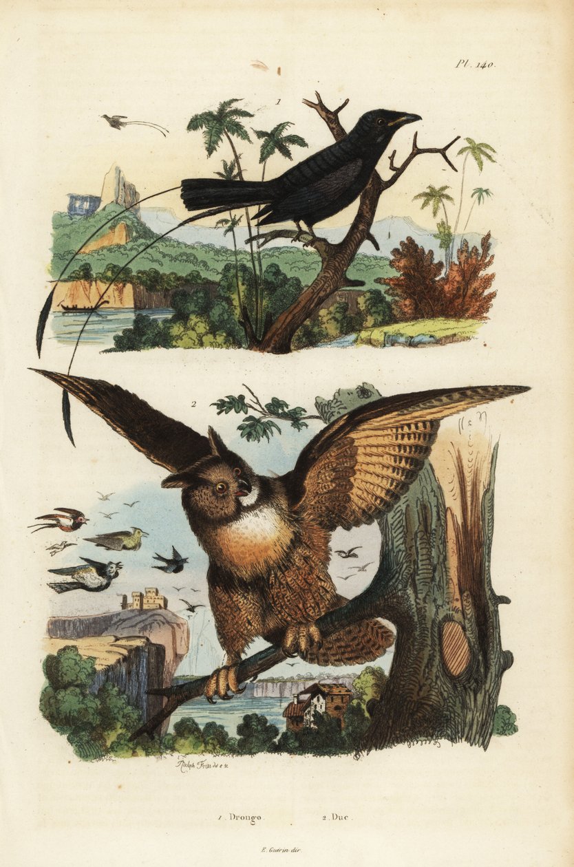Mindre racket-tailed drongo, Dicrurus remifer och eurasisk örnuggla, Bubo bubo av Unbekannt