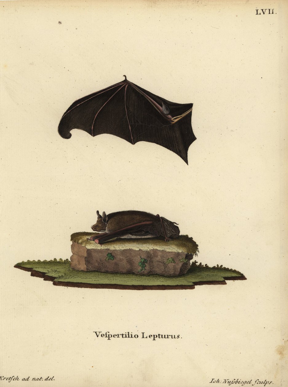 Dvärgfladdermus, Saccopteryx leptura. Vespertilio lepturus. Handkolorerat kopparstick av Johann Nussbiegel efter en naturillustration av J.D. Kretsch från Johann Christian Daniel Schrebers Animal Illustrations after Nature, eller Schreb av Unbekannter Künstler