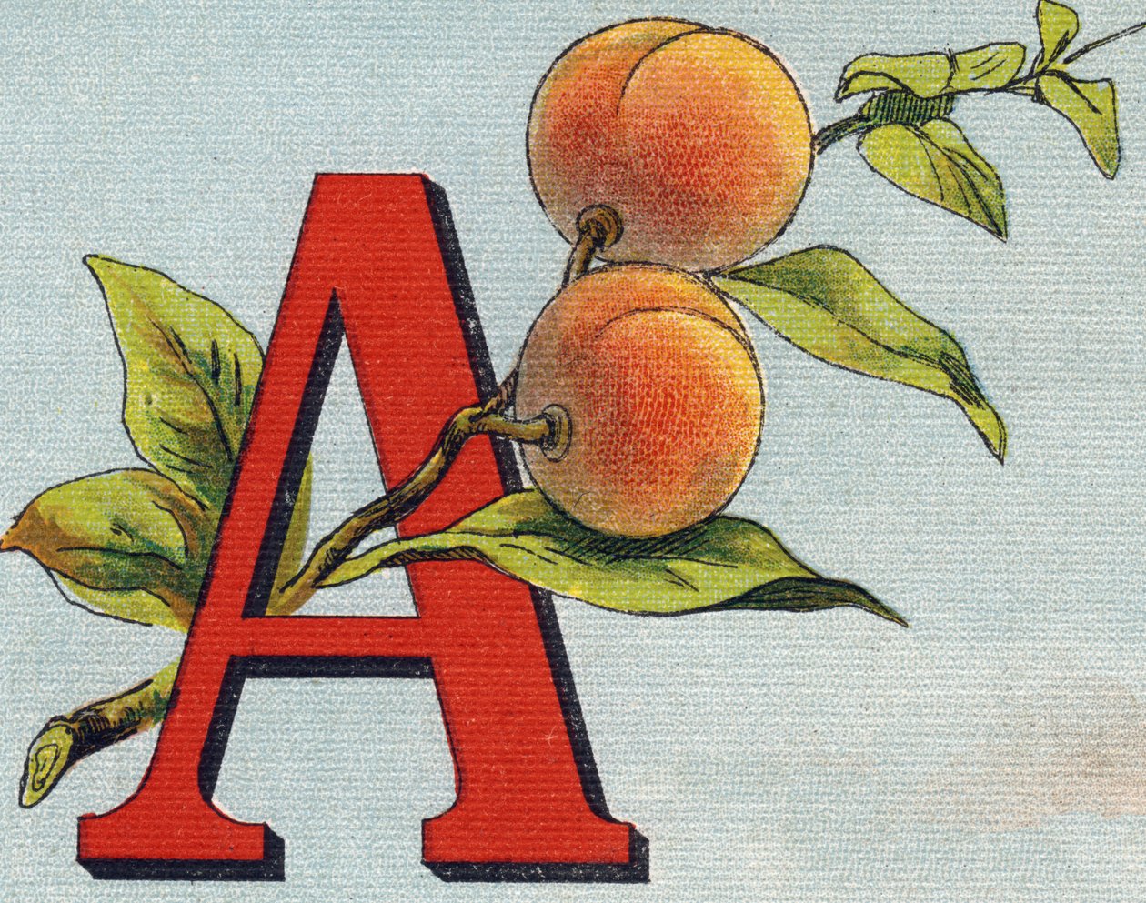 Bokstav A: aprikos. Gravyr i "Alphabet de ma petite fille". Bernardin-Bechet och Fils, bokhandlare-förlag, Paris, omkring 1895. Okrossbart album på duk. Bibliotheque des Bebes. 12 sidor. Album innehållande en läsmetod och en illustrativ abeced av Unbekannt