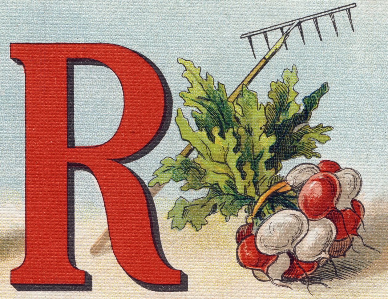 Bokstaven R: kratta, rädisa. Gravyr i "Alphabet de ma petite fille". Bernardin-Bechet och Fils, bokhandlare-förlag, Paris, omkring 1895. Okrossbart album på duk. Bibliotheque des babes. 12 sidor. Album som innehåller en läsmetod och en illustrativ a av Unbekannt