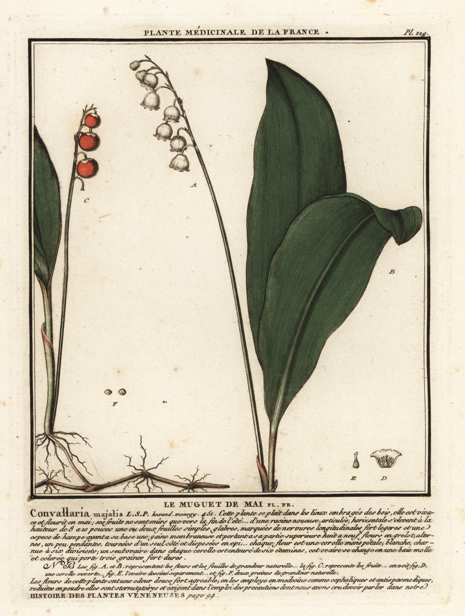 Liljekonvalj, Convallaria Majalis. av Unbekannter Künstler