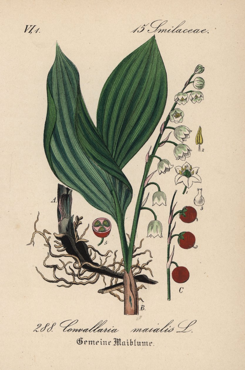 Liljekonvalj, Convallaria majalis. Handkolorerad litografi från Diederich von Schlechtendals tyska flora (Flora von Deutschland), Jena av Unbekannter Künstler