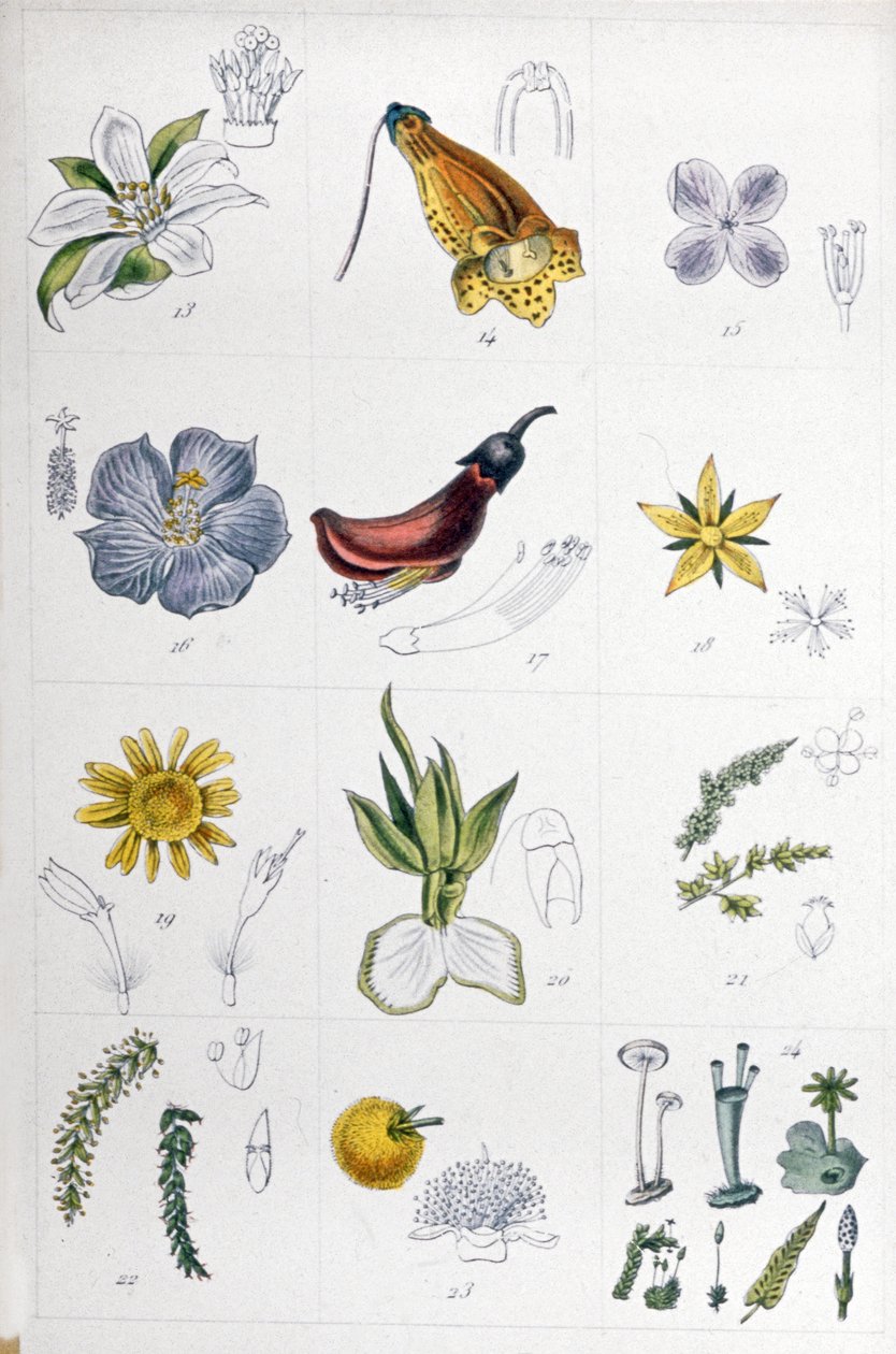 Linsystem, ca 1850 (gravyr) av Unbekannter Künstler
