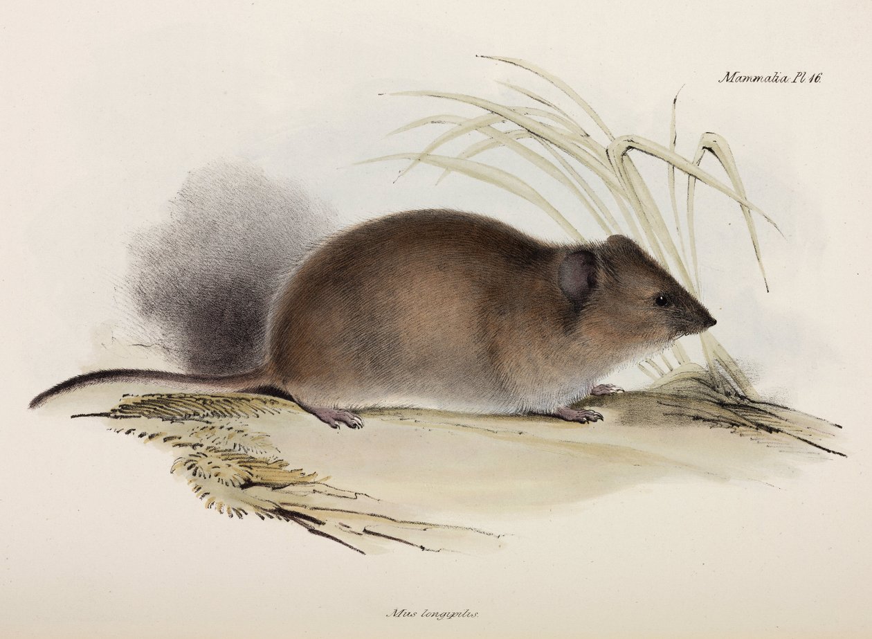 Långhårig eller pestråtta, Australien, c 1832-1836 av Unbekannter Künstler